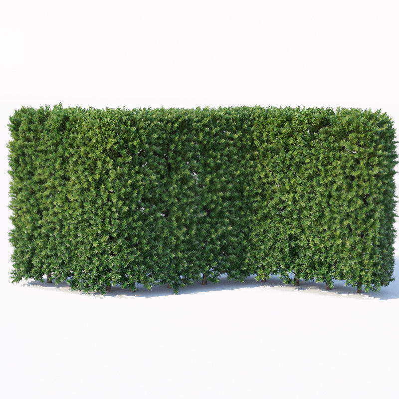 Taxus Baccata Nr3 - modular hedge H120cm 3D model_5