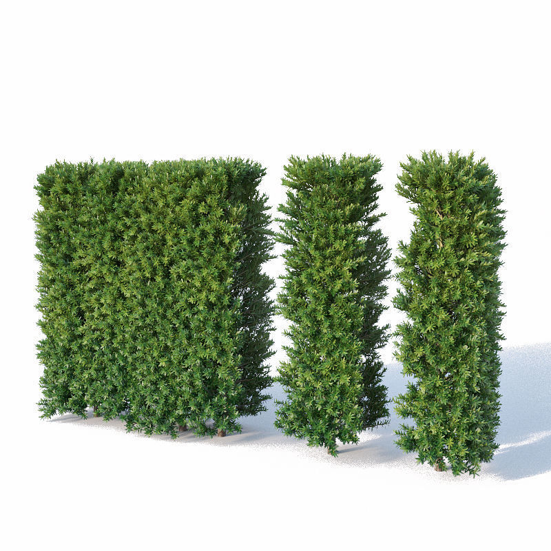 Taxus Baccata Nr3 - modular hedge H120cm 3D model_1