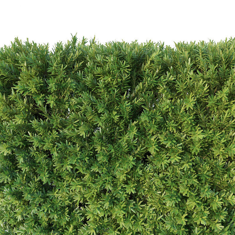 Taxus Baccata Nr3 - modular hedge H120cm 3D model_2