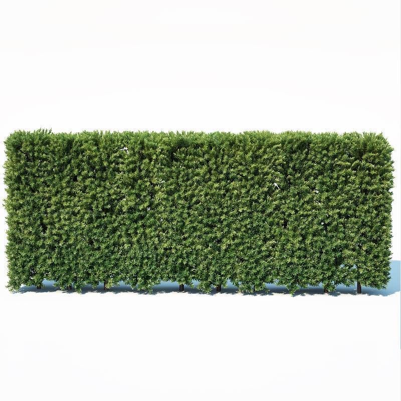 Taxus Baccata Nr3 - modular hedge H120cm 3D model_3