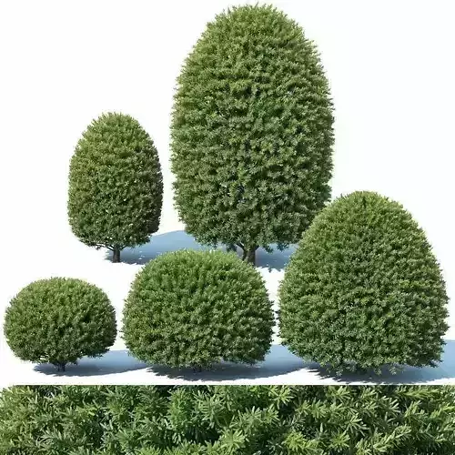 Taxus Baccata Nr5 - topiary set 1 