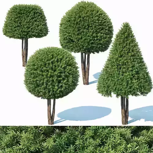 Taxus Baccata Nr6 - topiary set model 2