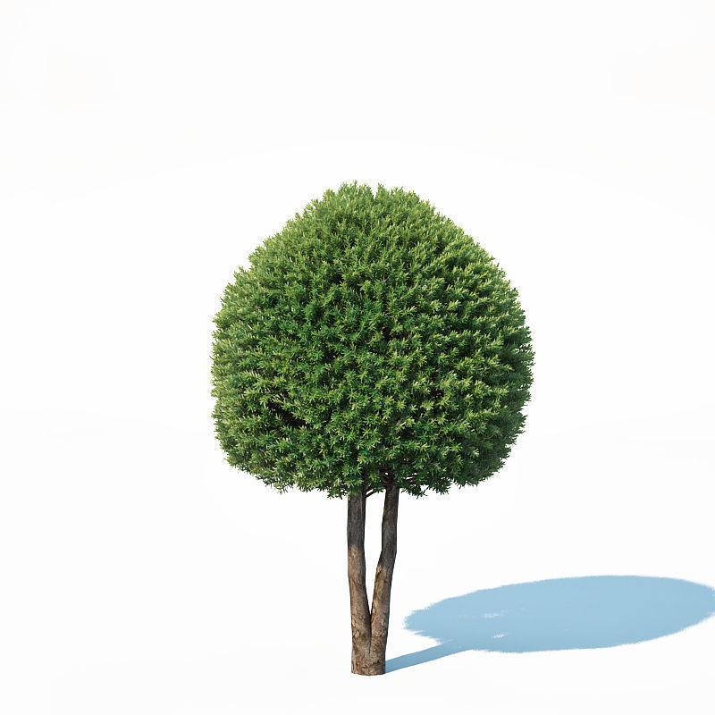 Taxus Baccata Nr6 - topiary set model 2 3D model_4