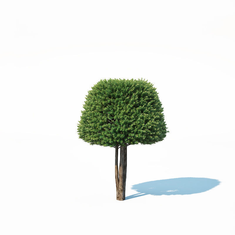 Taxus Baccata Nr6 - topiary set model 2 3D model_3