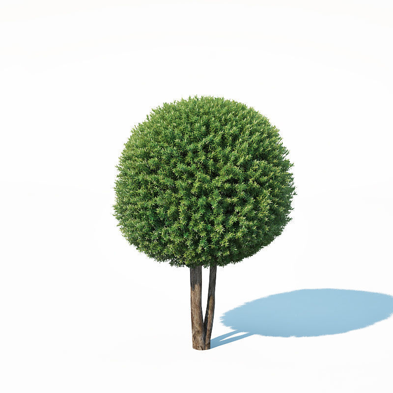 Taxus Baccata Nr6 - topiary set model 2 3D model_2
