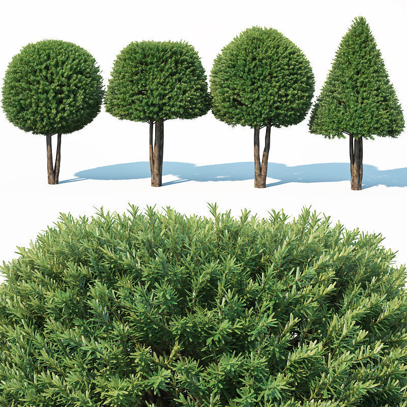 Taxus Baccata Nr6 - topiary set model 2 3D model_1