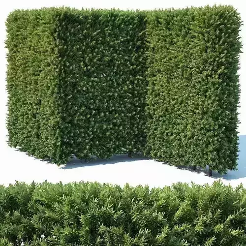 Taxus Baccata Nr4 modular hedge H200cm 3D model