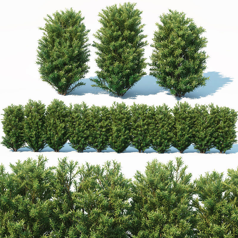 Taxus Baccata Nr7 Three sizes H65-130 cm  3D model_3