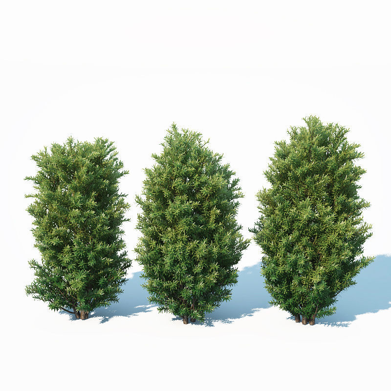 Taxus Baccata Nr7 Three sizes H65-130 cm  3D model_6