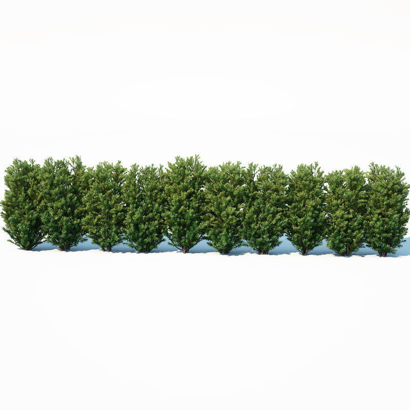Taxus Baccata Nr7 Three sizes H65-130 cm  3D model_9