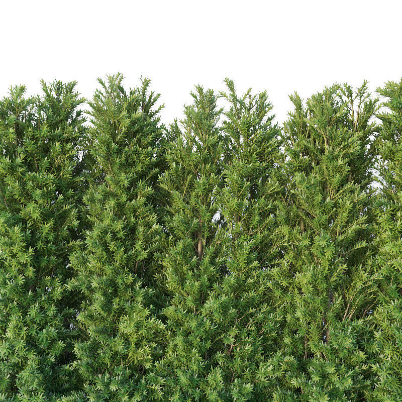 Taxus Baccata Nr7 Three sizes H65-130 cm  3D model_2