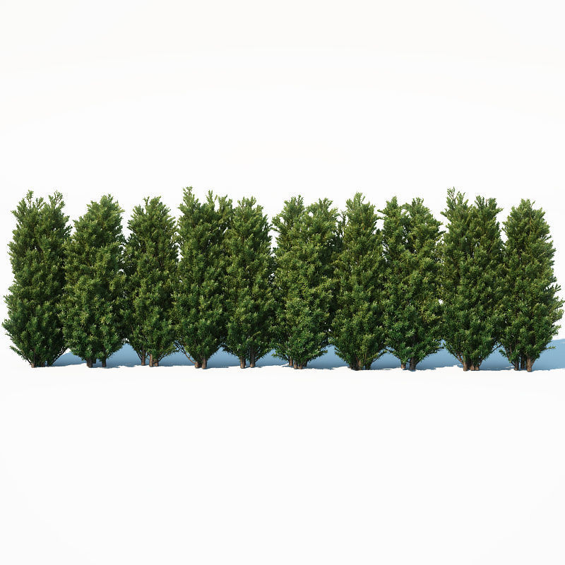 Taxus Baccata Nr7 Three sizes H65-130 cm  3D model_1