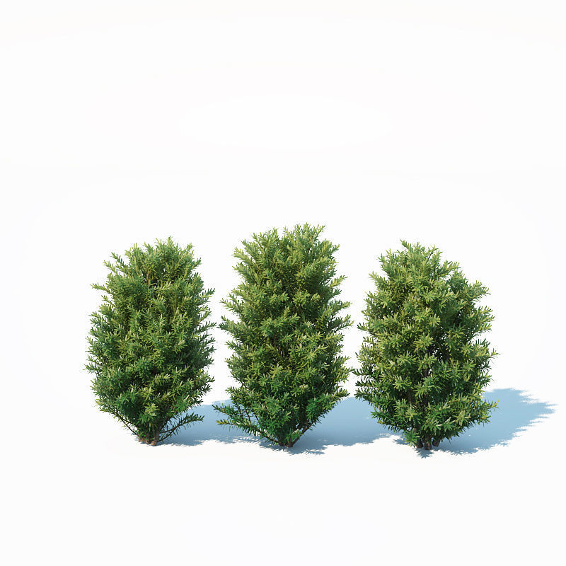 Taxus Baccata Nr7 Three sizes H65-130 cm  3D model_5