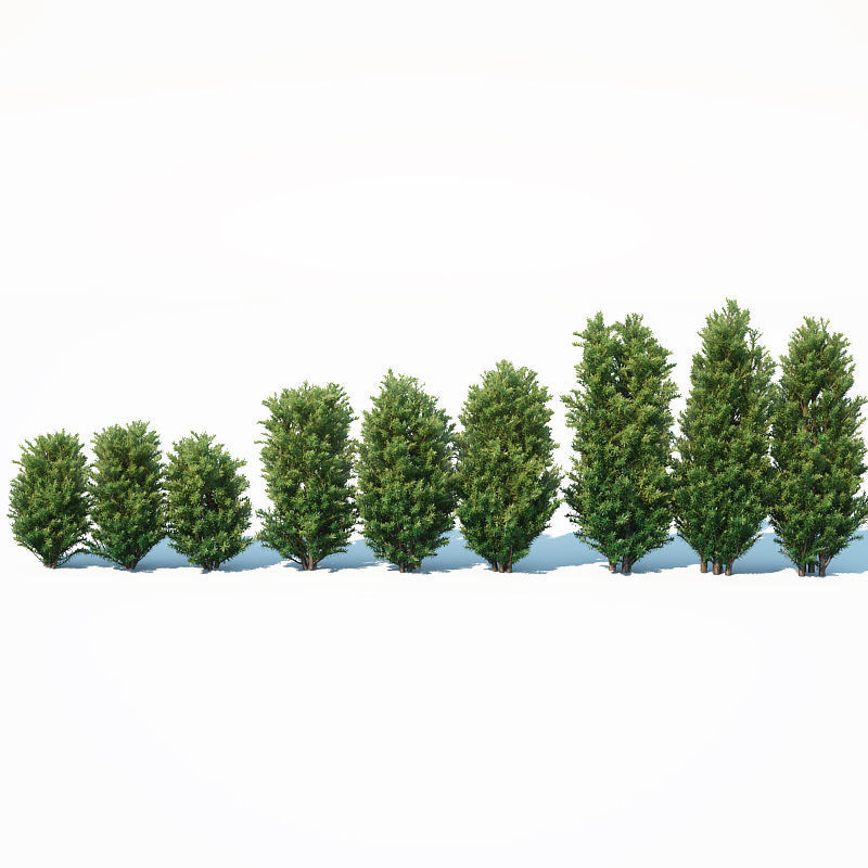 Taxus Baccata Nr7 Three sizes H65-130 cm  3D model_4