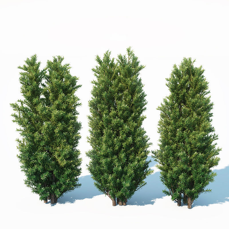 Taxus Baccata Nr7 Three sizes H65-130 cm  3D model_7
