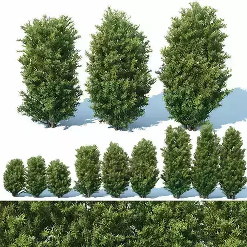 Taxus Baccata Nr7 Three sizes H65-130 cm  3D model