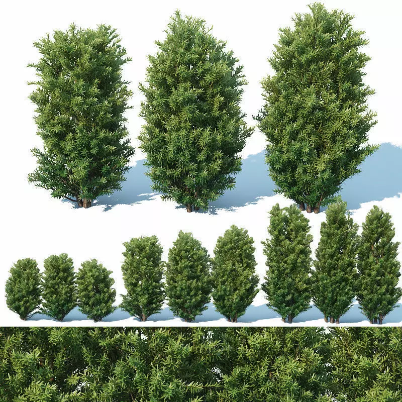 Taxus Baccata Nr7 Three sizes H65-130 cm  3D model_0