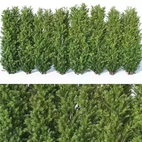 Taxus Baccata Nr9- 160cm 