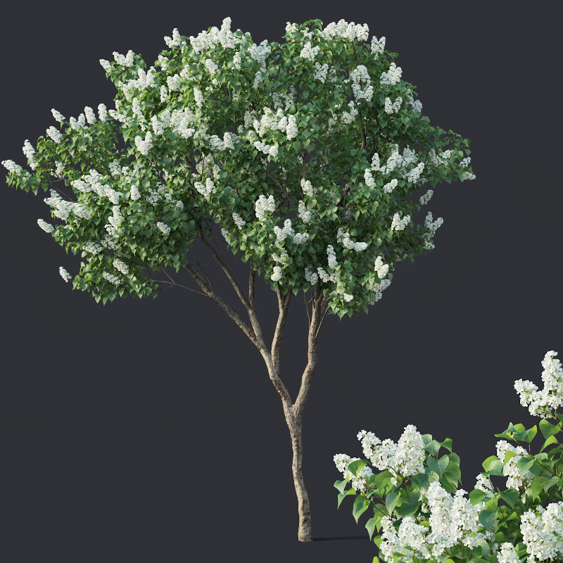 Lilac Syringa vulgaris Nr4 - Two trees H390cm 3D model_1