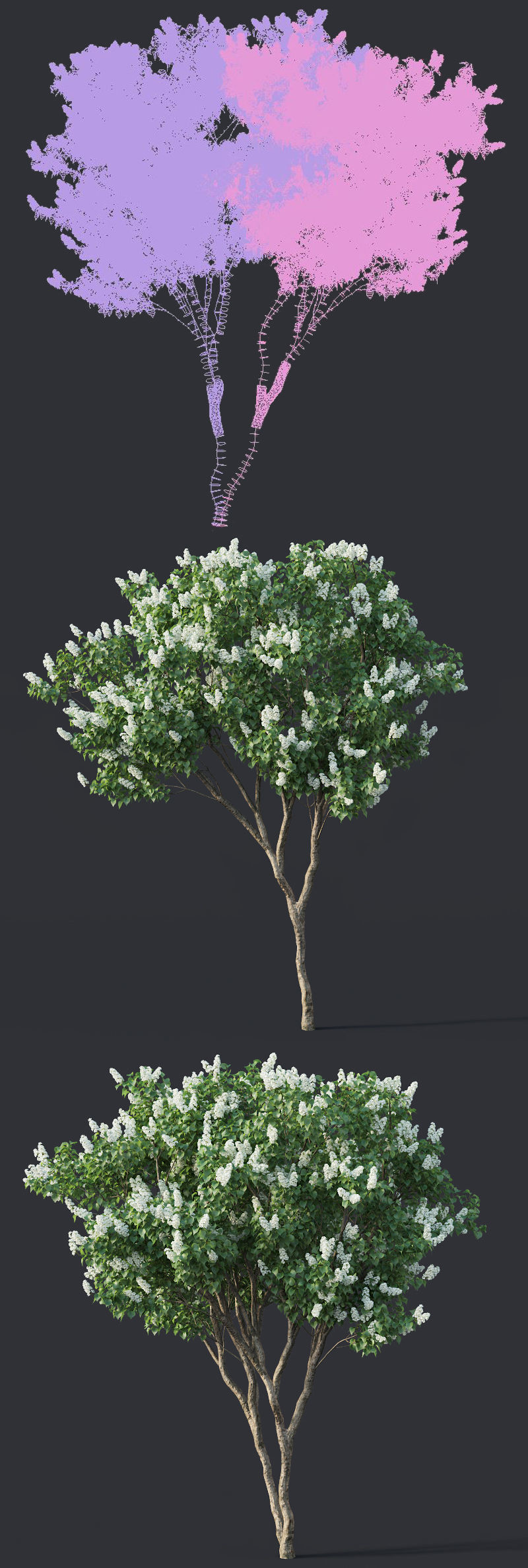 Lilac Syringa vulgaris Nr4 - Two trees H390cm 3D model_3