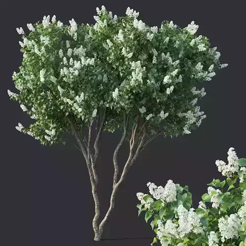Lilac Syringa vulgaris Nr4 - Two trees H390cm 3D model