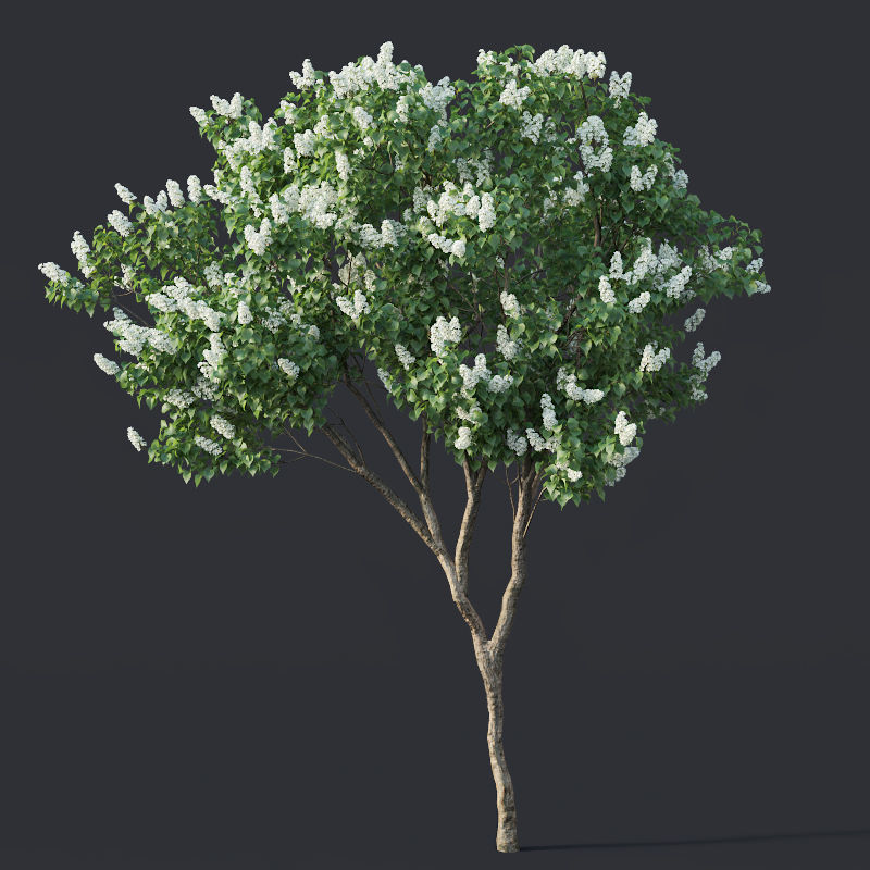 Lilac Syringa vulgaris Nr4 - Two trees H390cm 3D model_6