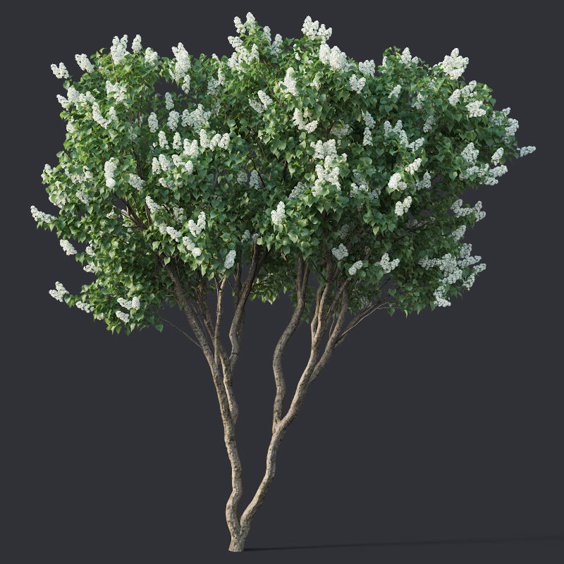Lilac Syringa vulgaris Nr4 - Two trees H390cm 3D model_4