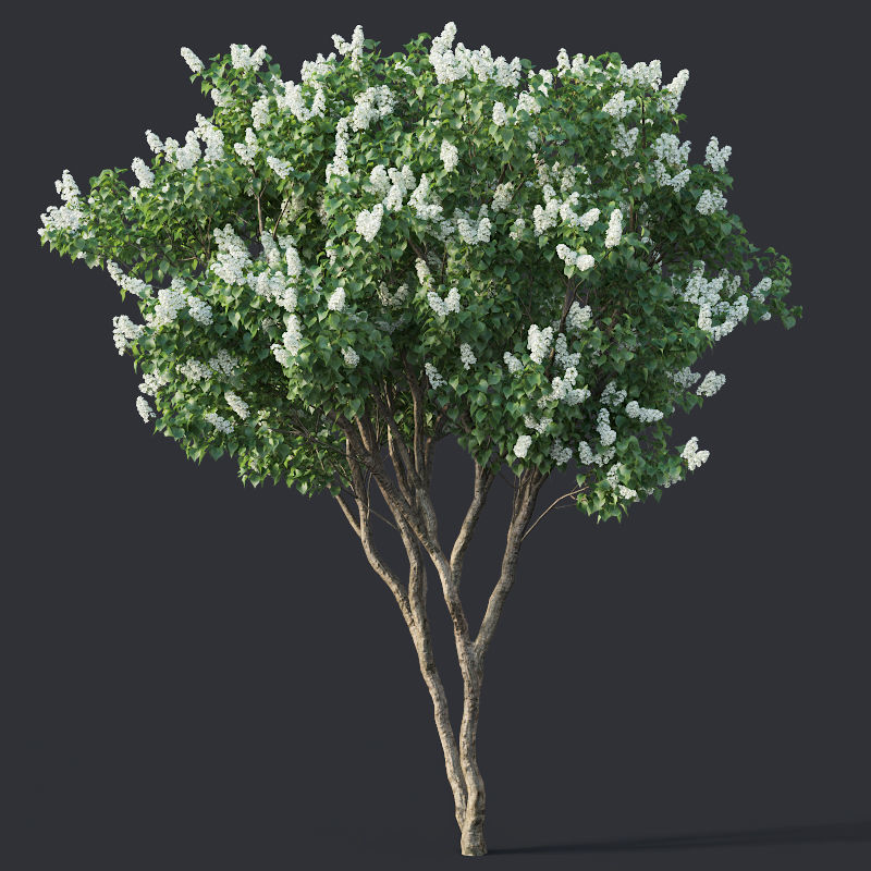 Lilac Syringa vulgaris Nr4 - Two trees H390cm 3D model_5