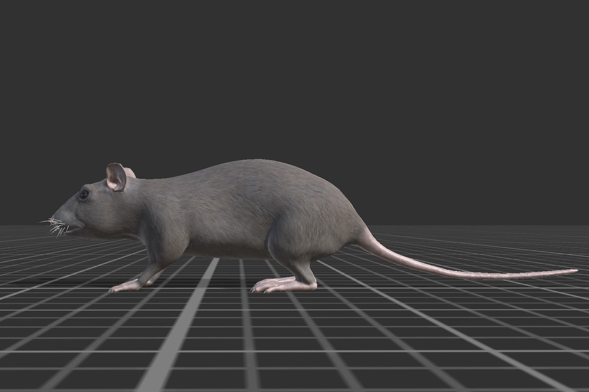 Rat grey and white Low-poly 3D model_2