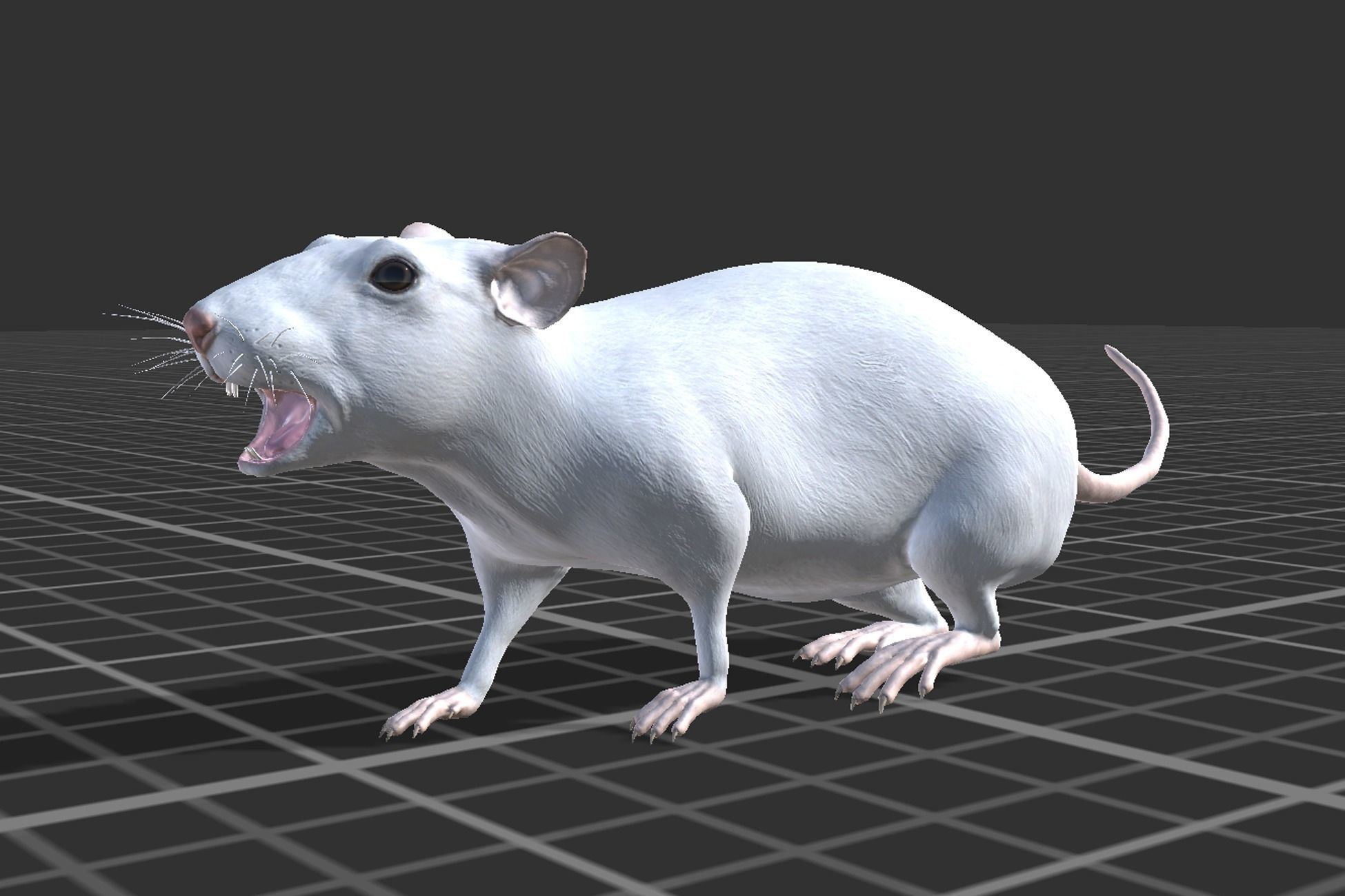 Rat grey and white Low-poly 3D model_6