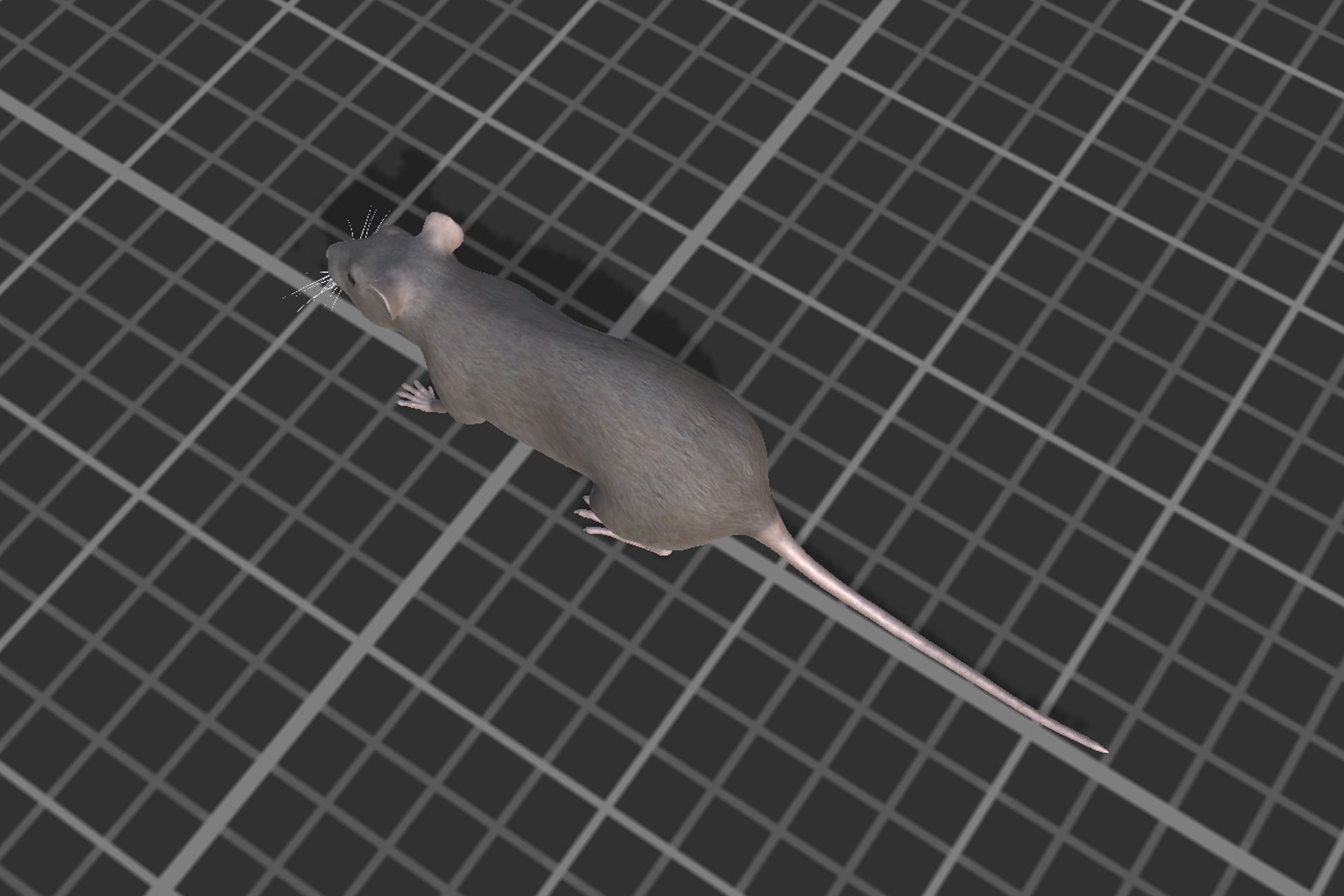 Rat grey and white Low-poly 3D model_4
