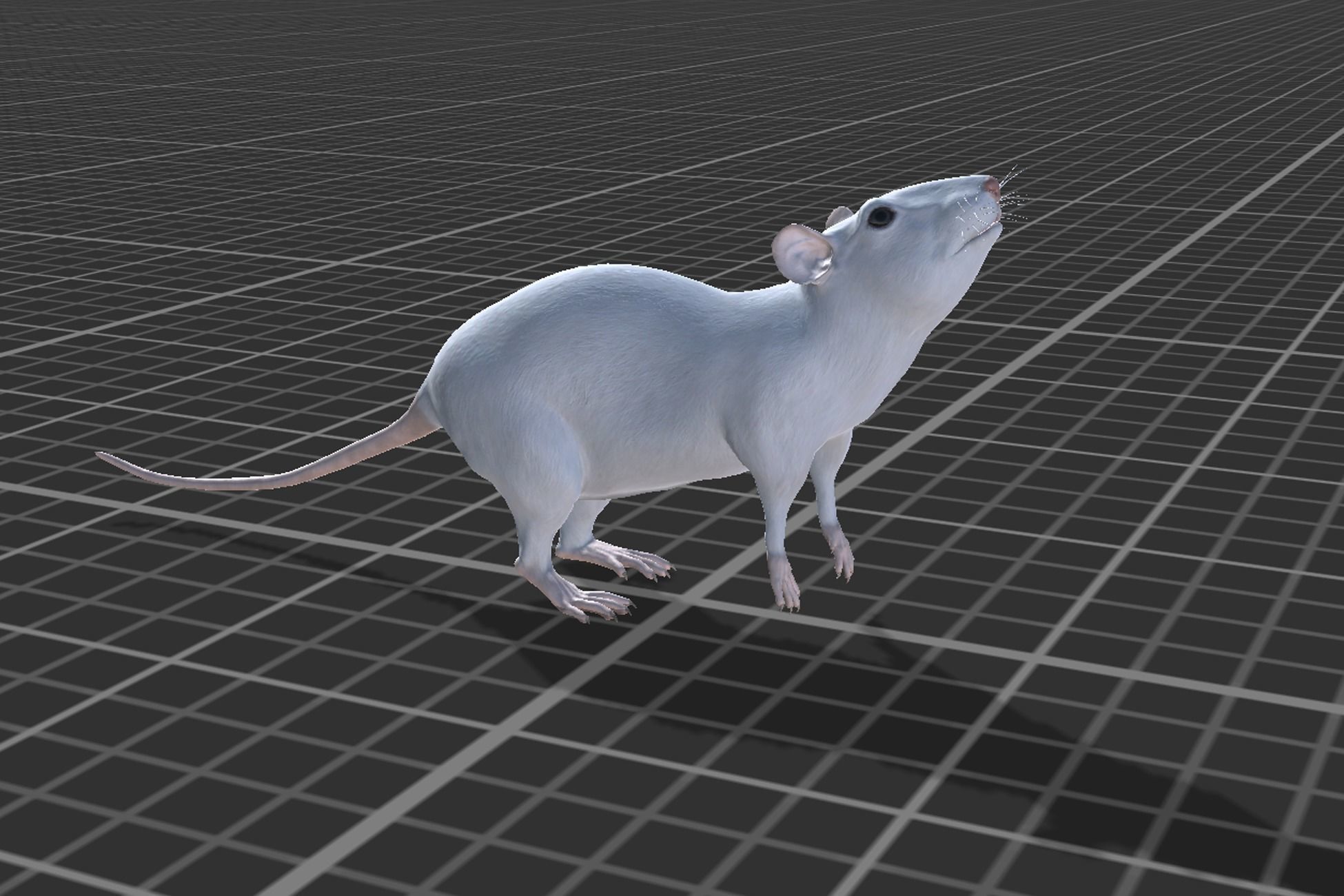 Rat grey and white Low-poly 3D model_7