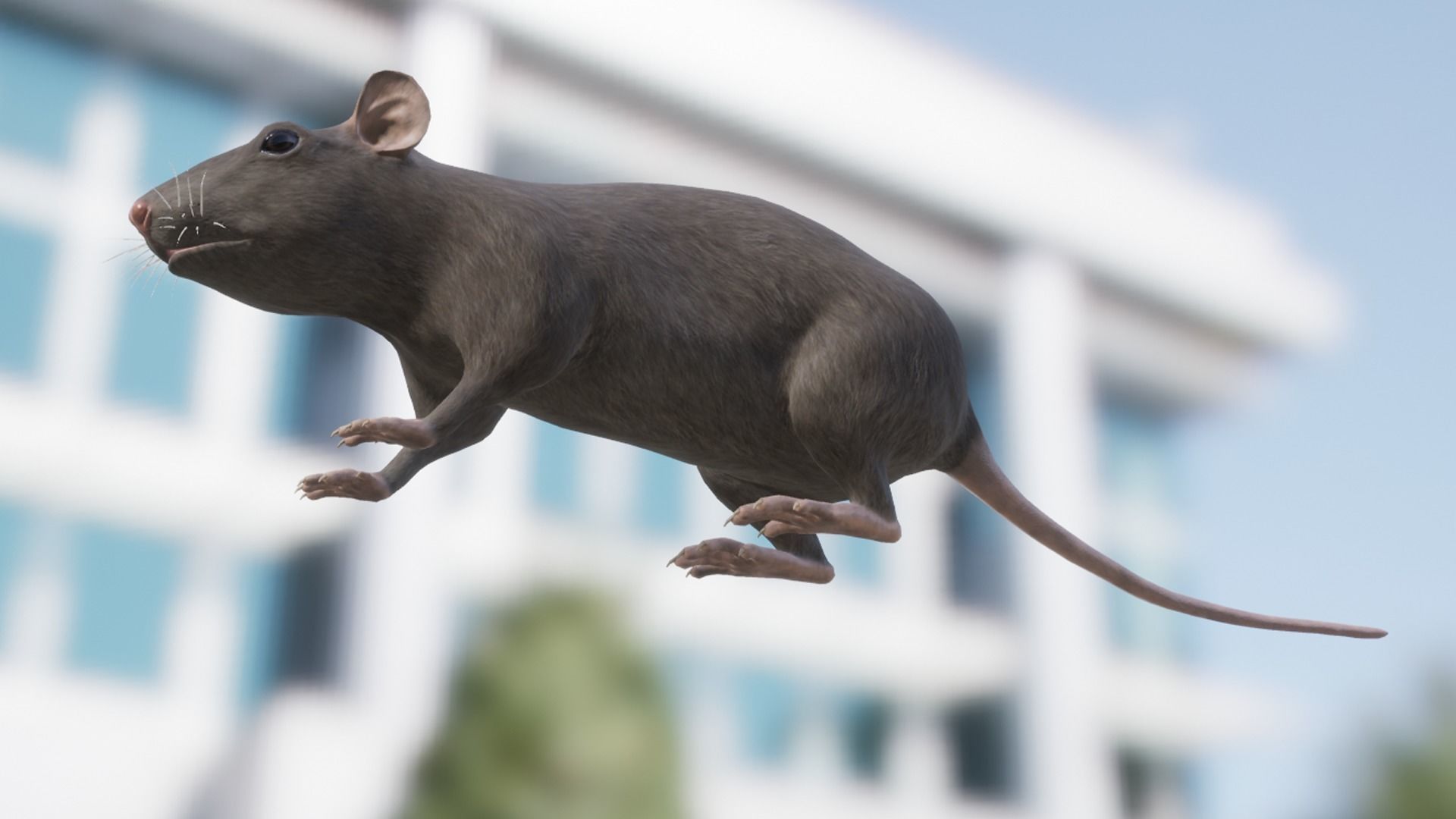 Rat grey and white Low-poly 3D model_11
