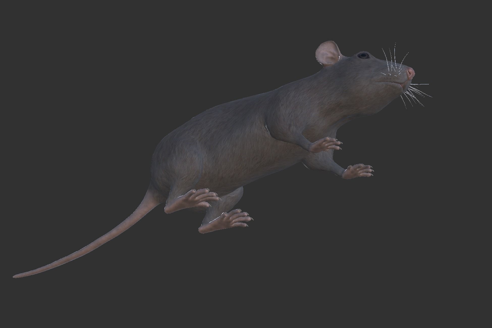 Rat grey and white Low-poly 3D model_5