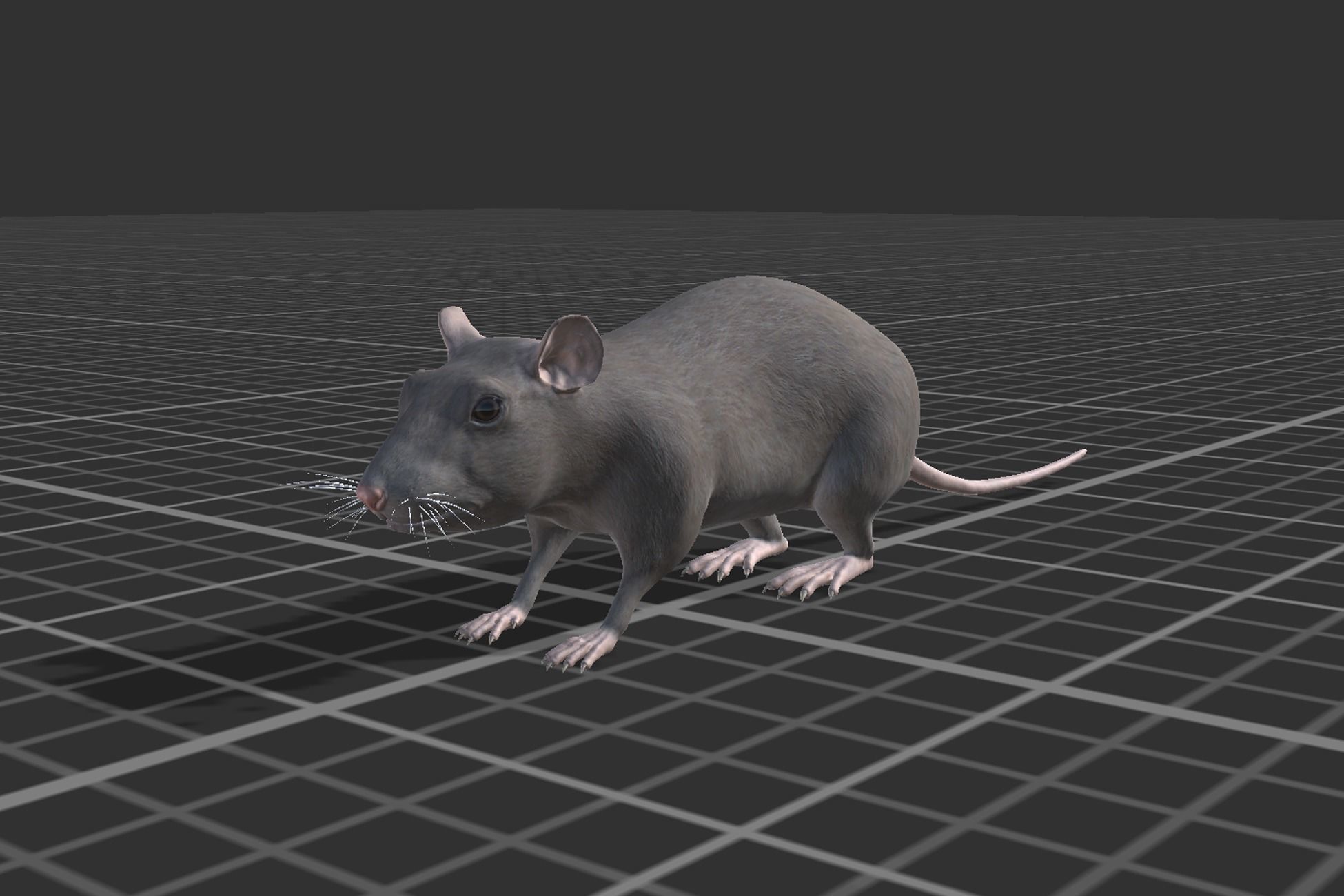 Rat grey and white Low-poly 3D model_3