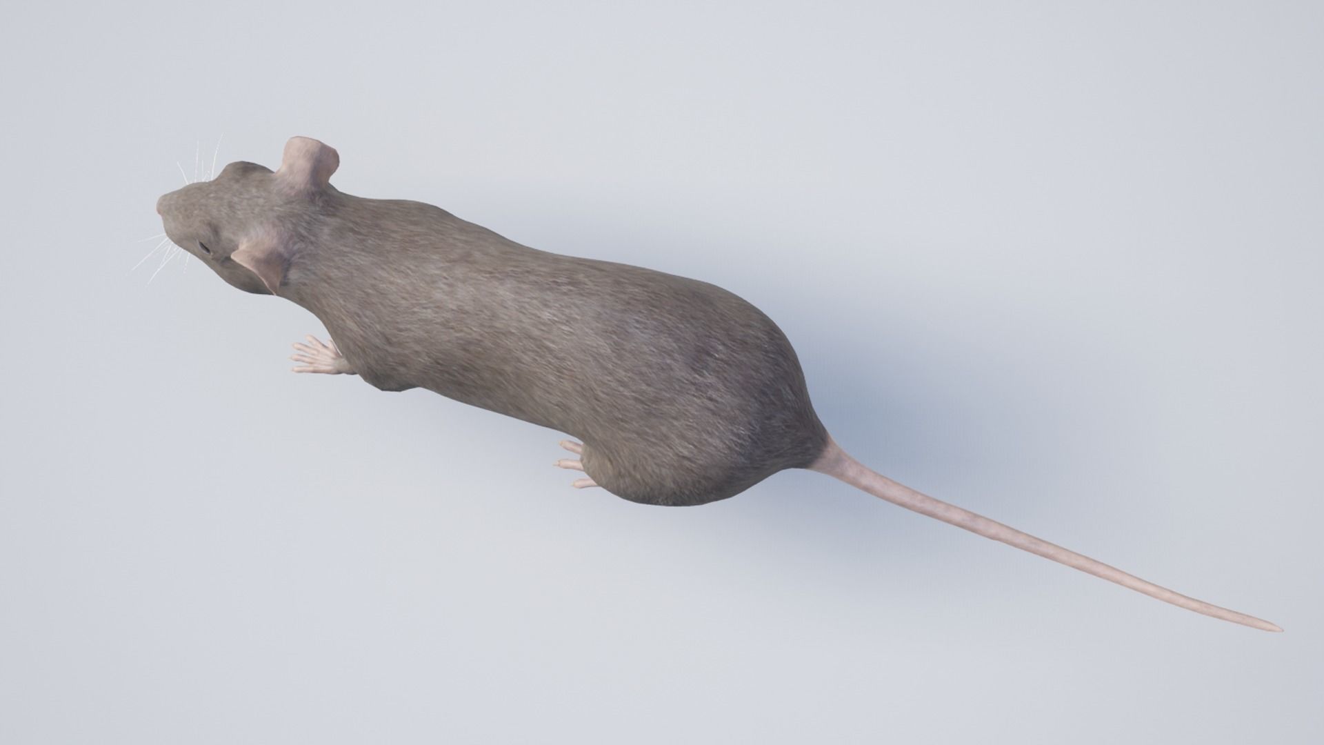 Rat grey and white Low-poly 3D model_10