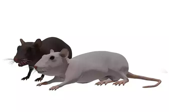 Rat grey and white Low-poly 3D model