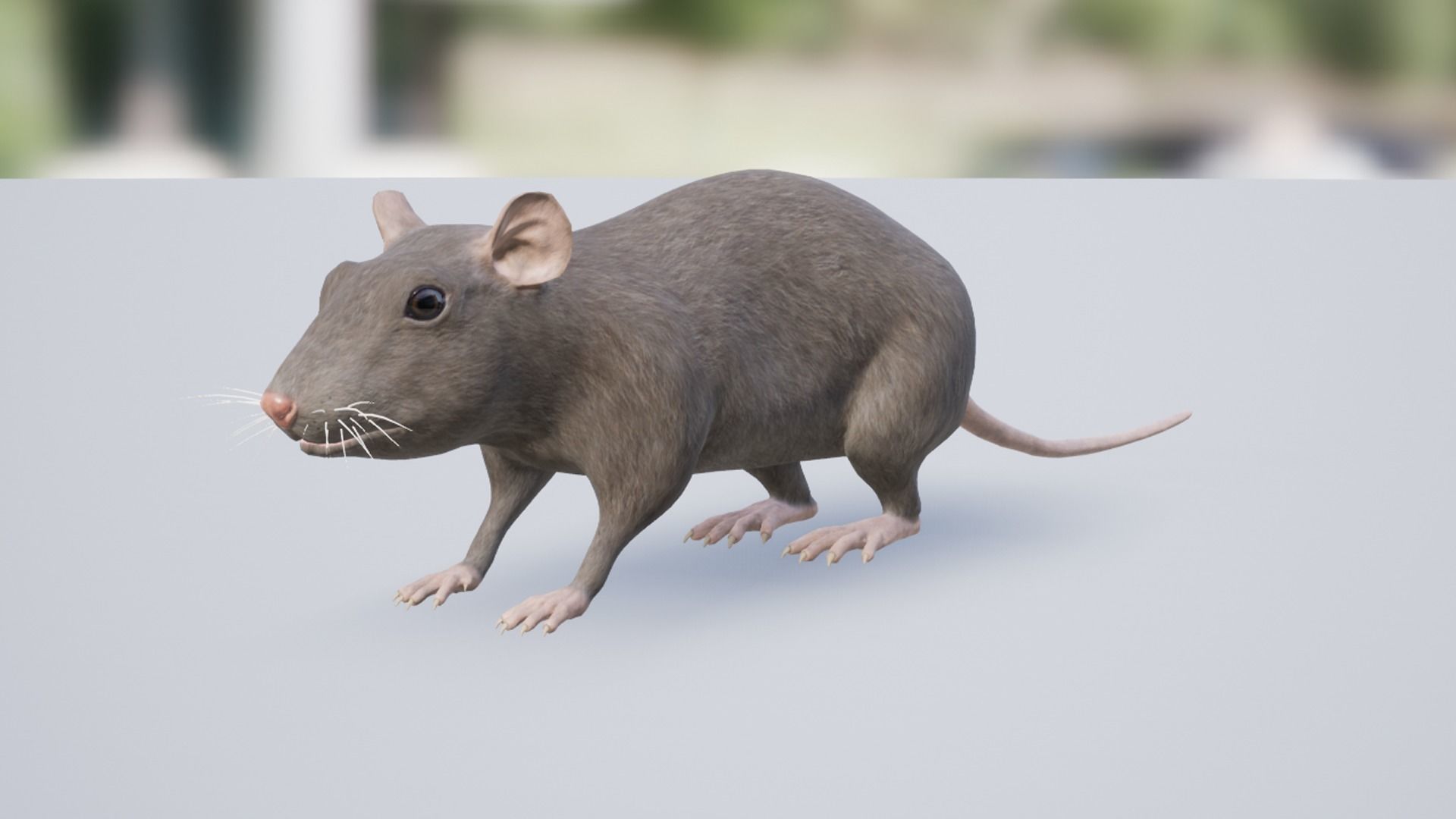 Rat grey and white Low-poly 3D model_9