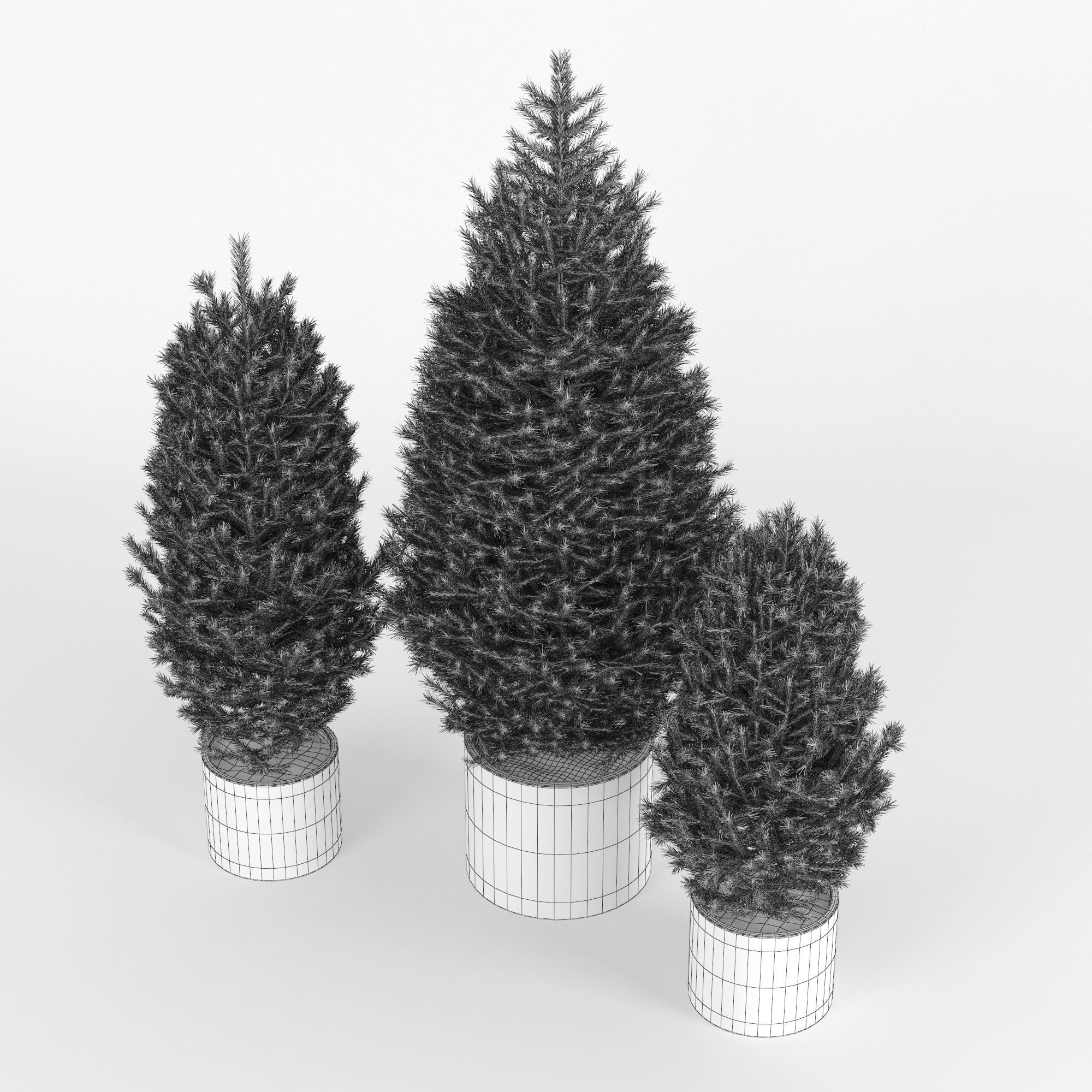 Abies three pine trees in pots 3D model_6