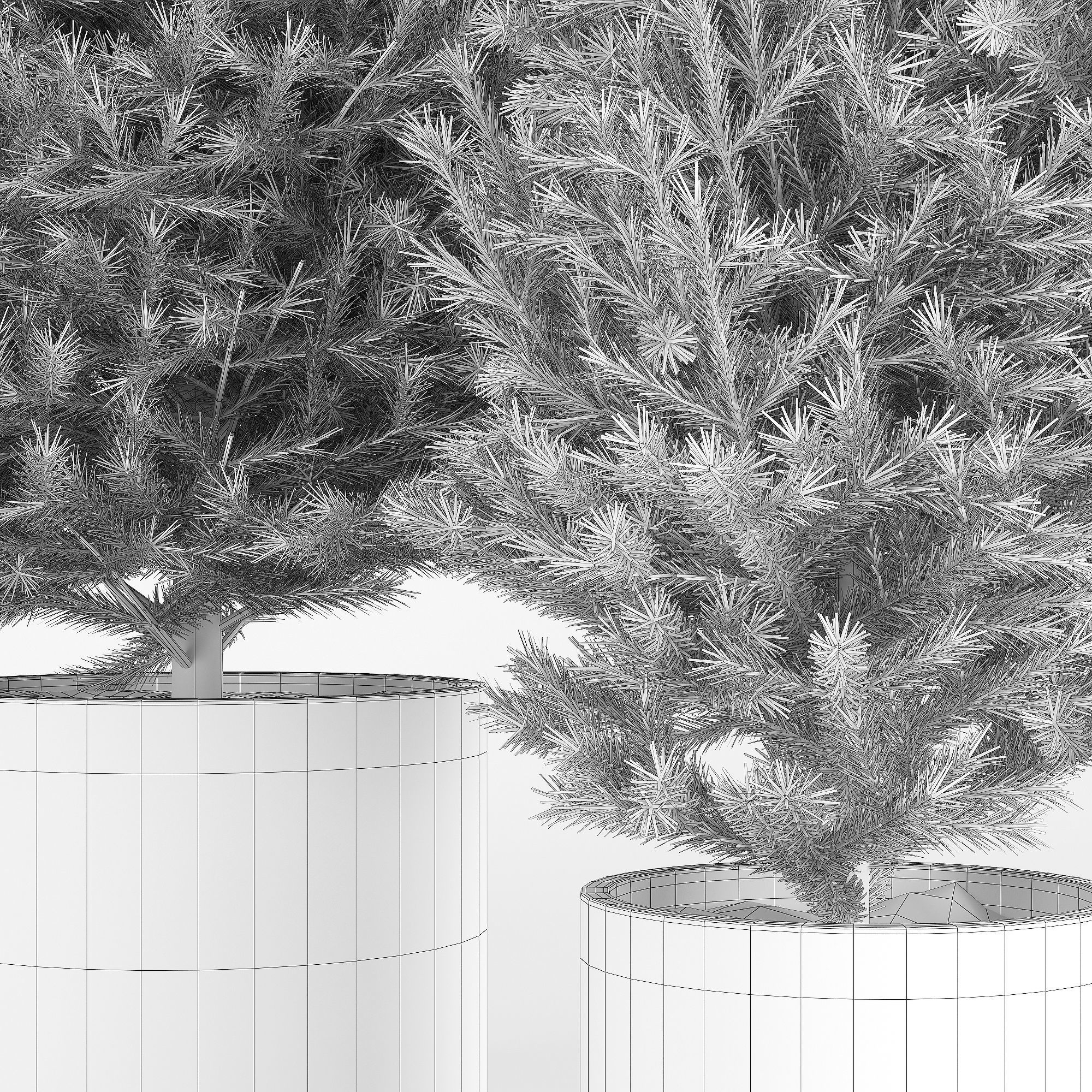 Abies three pine trees in pots 3D model_7