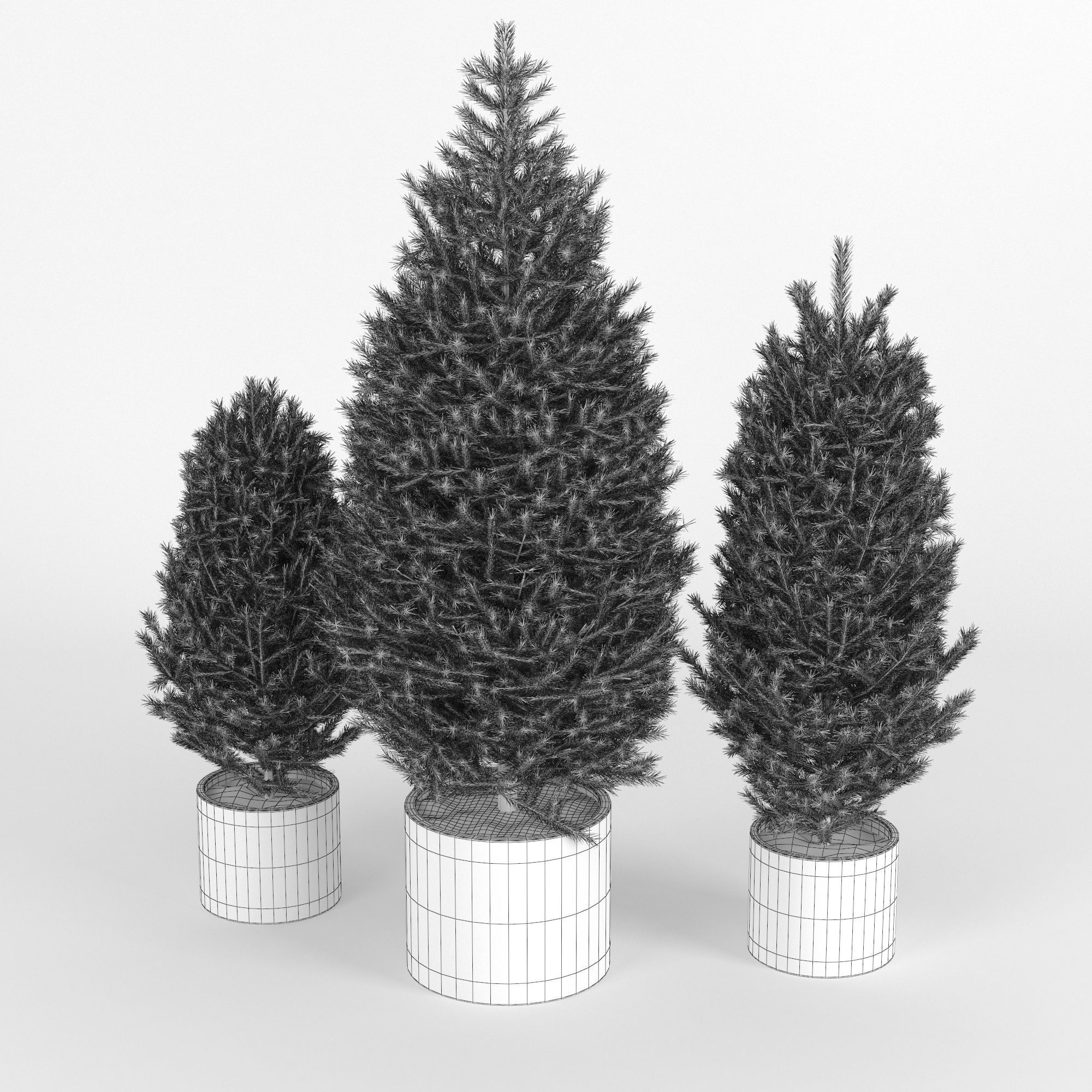 Abies three pine trees in pots 3D model_5