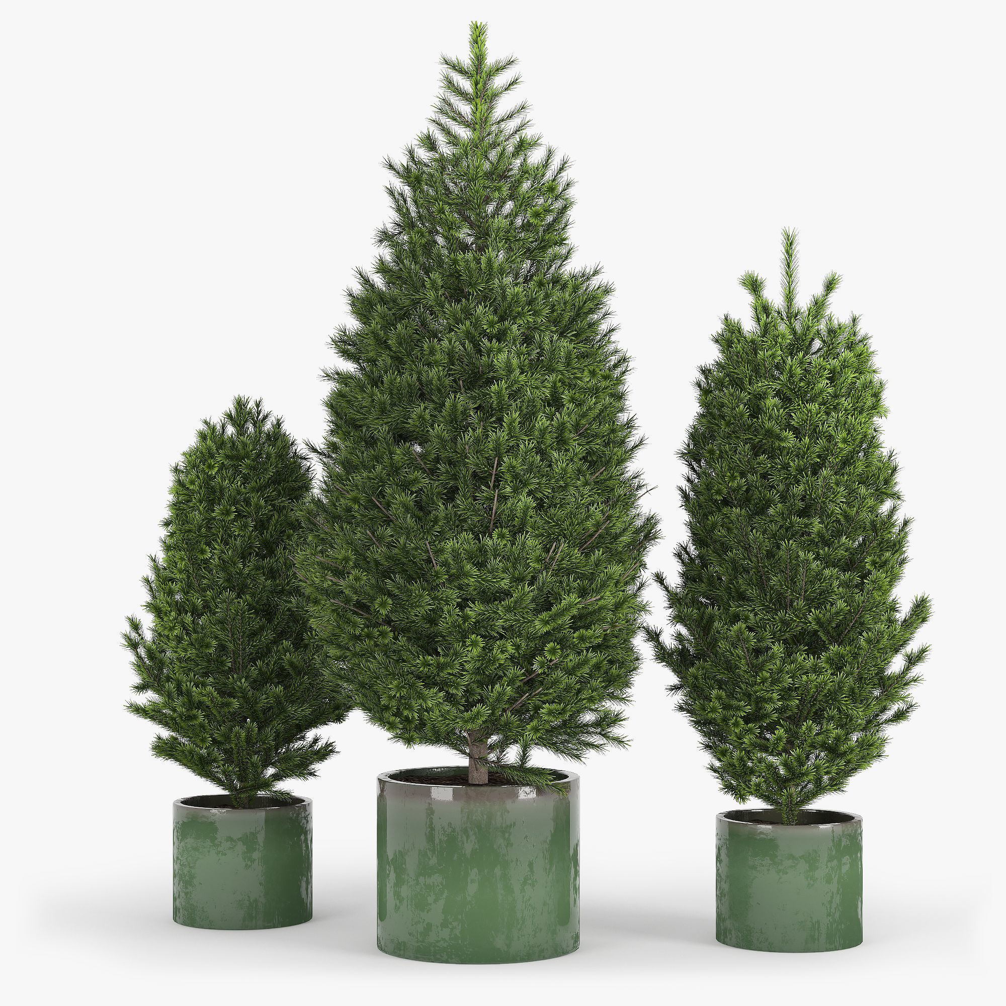 Abies three pine trees in pots 3D model_1