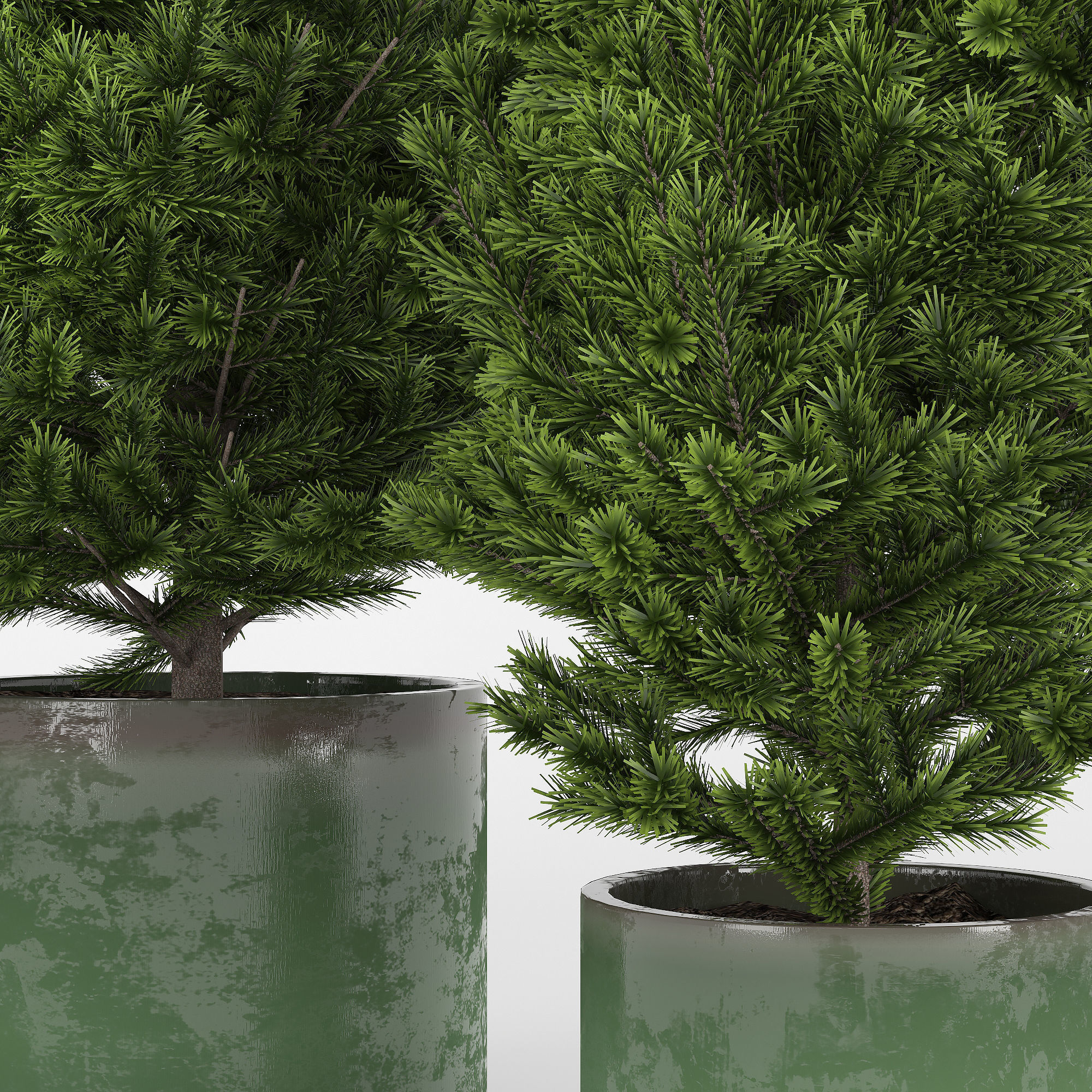 Abies three pine trees in pots 3D model_4