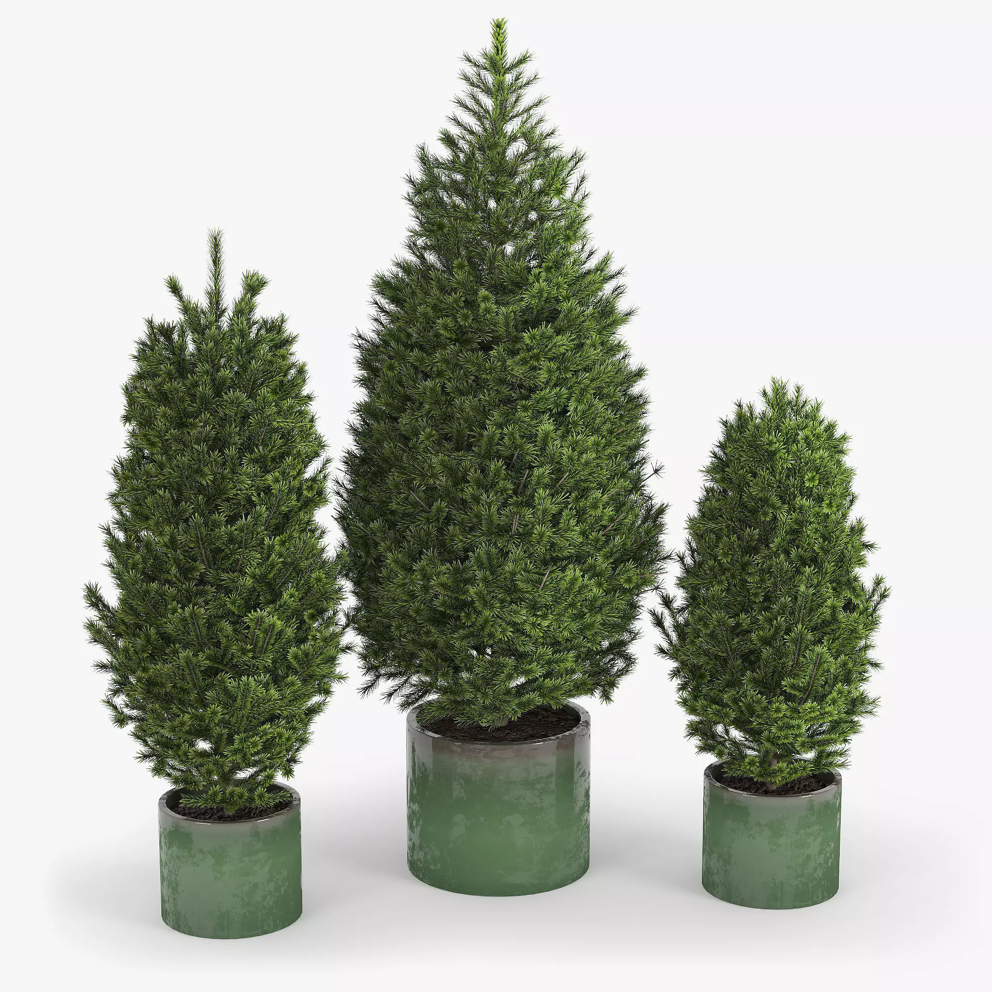 Abies three pine trees in pots 3D model_0