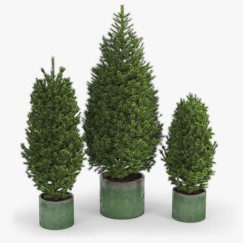 Abies three pine trees in pots 3D model