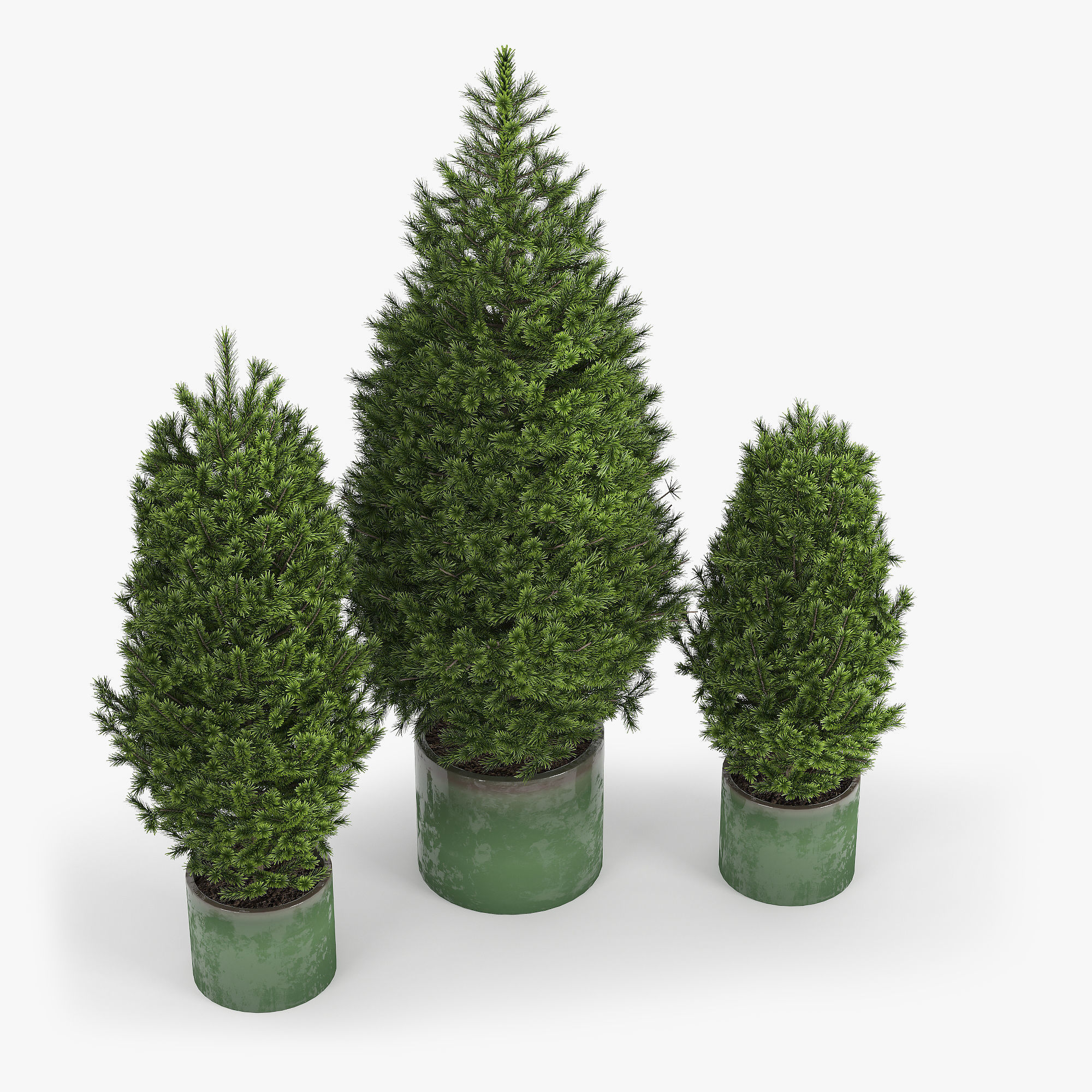 Abies three pine trees in pots 3D model_3