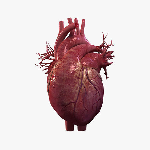 Animated Human Heart 3D model