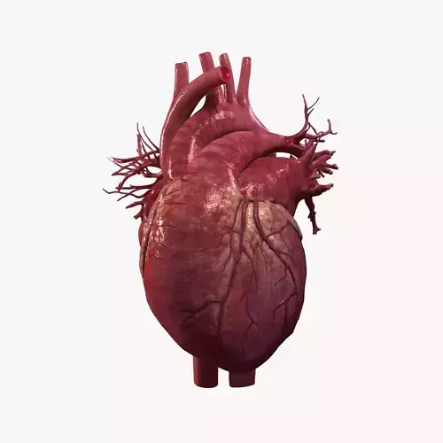 Animated Human Heart 3D model
