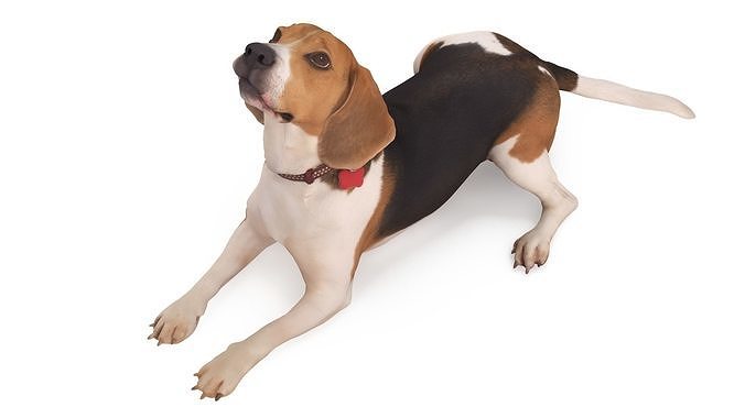 Beagle Lying 3D model