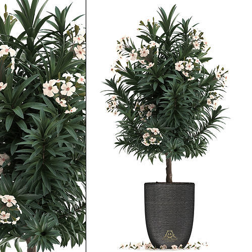 Collection Nerium oleander 01 3D model